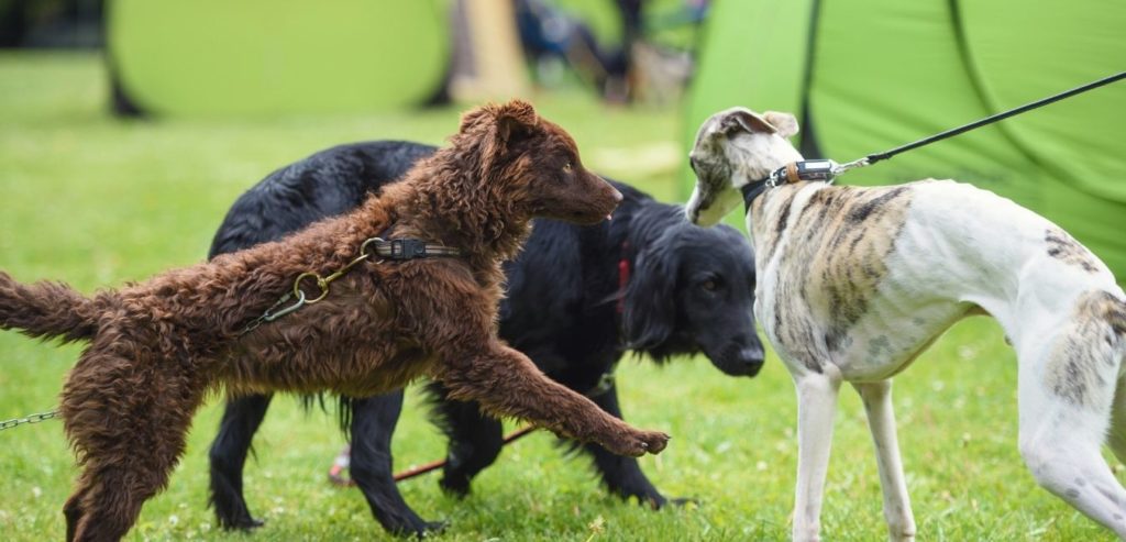 Brown Dog Attacking Greyhound